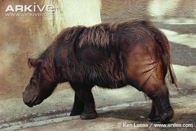 Strange_Animals's tweet photo. The critically endangered Sumatran rhino is the smallest &amp; hairiest rhino species! #WorldRhinoDay https://t.co/0NyxnqXCmH