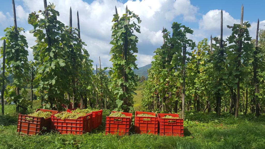 Old vineyard! #winemaker2016