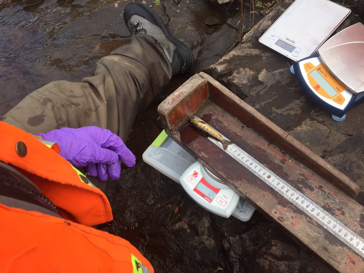 thecraigkelly's tweet photo. @DFO_Science #scilit16 Sampling Atlantic Salmon for PIT tag implantation https://t.co/762Hf6RkLD