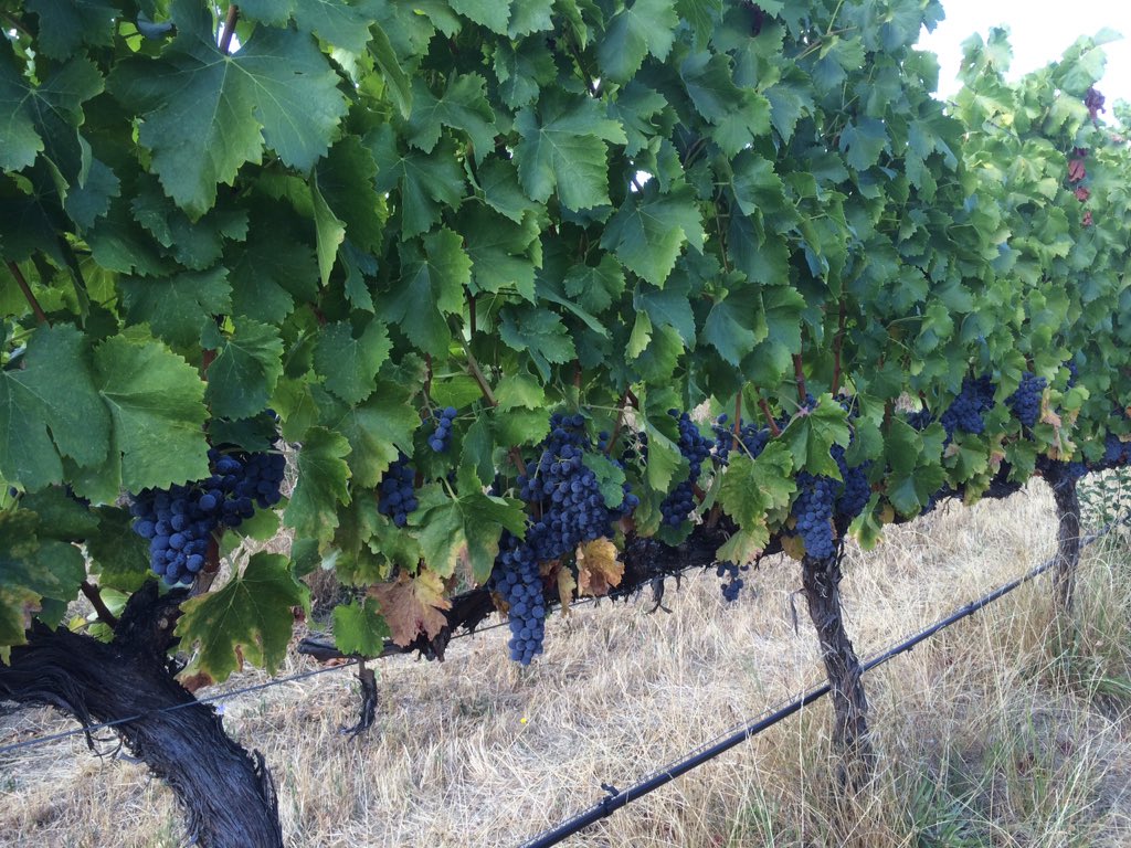 It's called #Grenache #hangtime