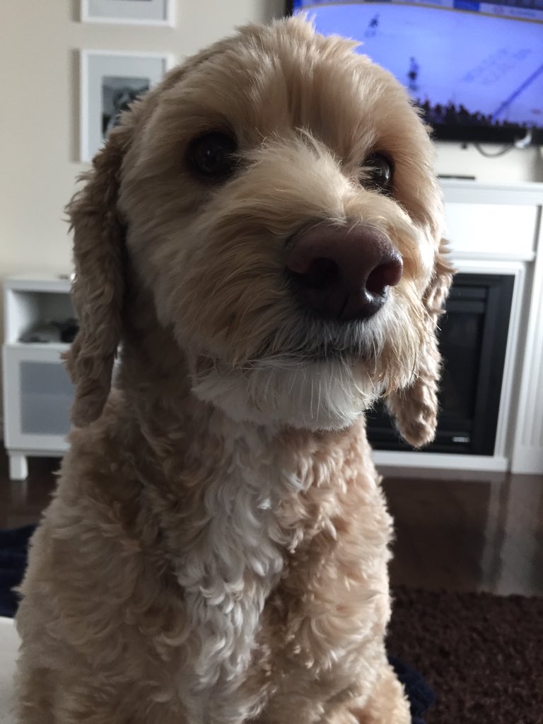 AmyIsOutBirding's tweet photo. My favourite girl #captaincoco @nikkimoresmores https://t.co/2tNdMjUoYV