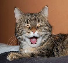 Patriciacoppij's tweet photo. @MissJPbooks Good 🌻 Night Liz , it"s  #WeekendFriday 💃 tomorrow!! Give a big💗hug of me to all 5 🐱 pussycat munchkins &amp;🐹 Sonia &amp;🐠 Dory!! 😊😉🖖 https://t.co/TFRZU1RSNI