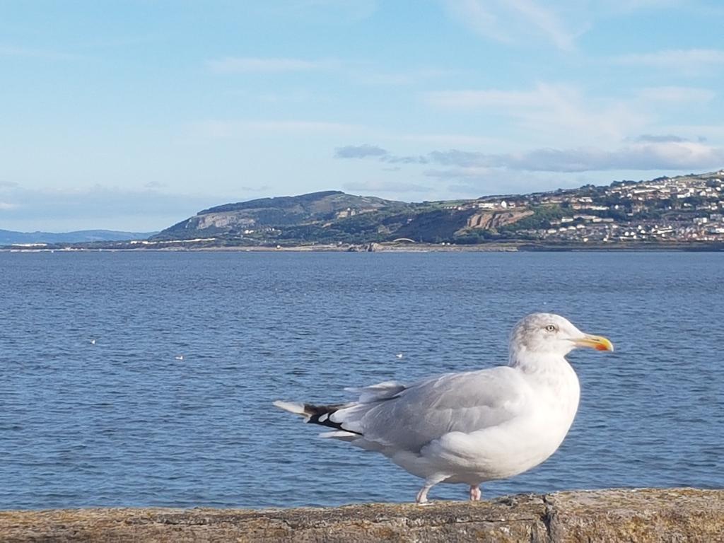 JudeMal's tweet photo. @NatureUK @BBCCountryfile @Beardyphoto @AlanTwitch @biggesttwitch #GullLife #NorthWales https://t.co/aVv4Shwi5U