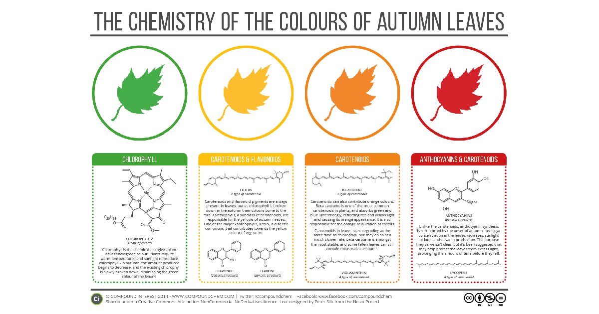 the_sca's tweet photo. SCIENCE LESSON: Why do leaves change color in the fall? #FirstDayofFall
Answer via @compoundchem: https://t.co/zII3imilsS https://t.co/AccCZ4vfTN