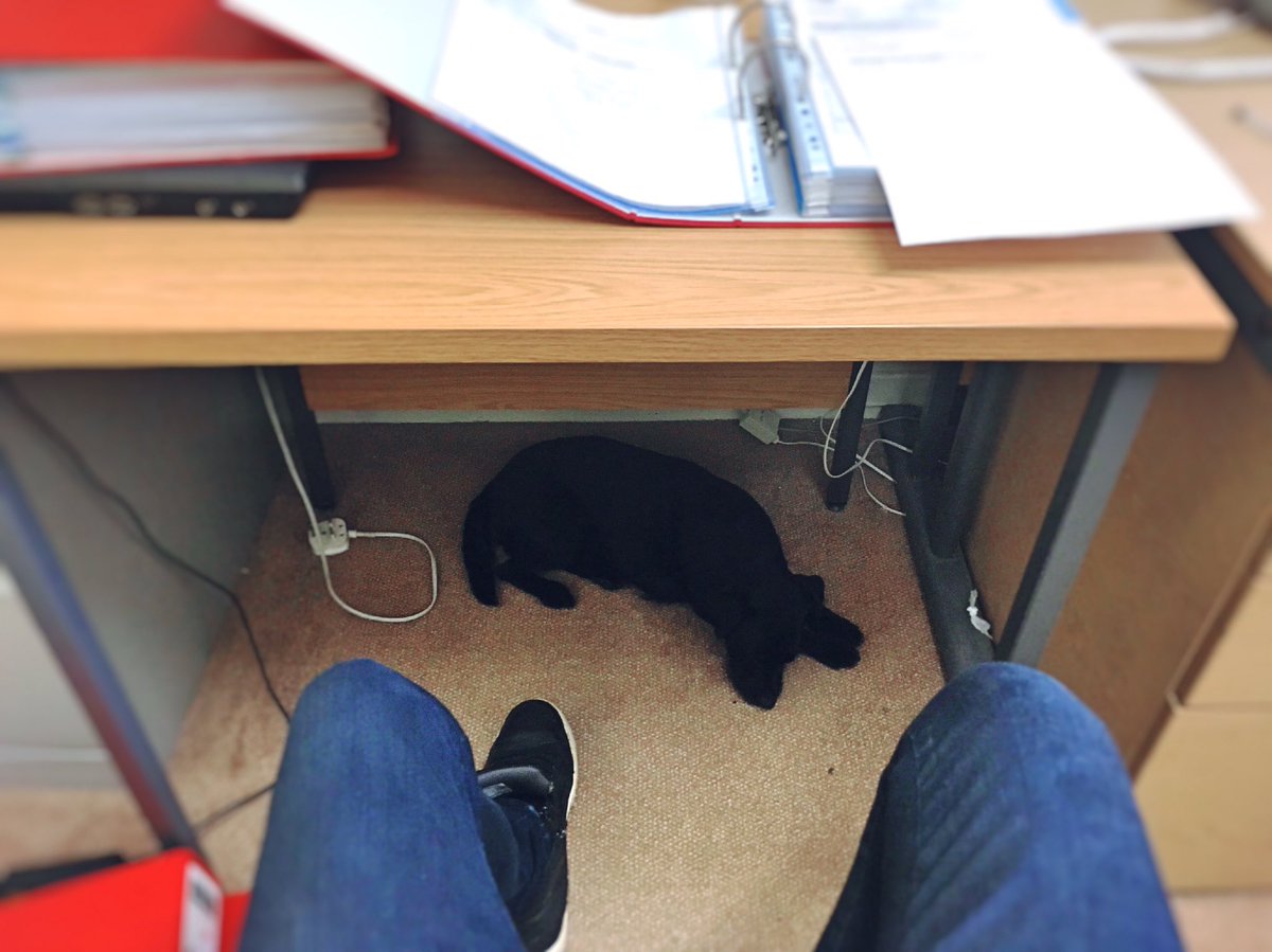 mogsanddog's tweet photo. It was a hard day at the office...well it was for some people #dogsoftwitter #doglife #furbaby https://t.co/JT8SgJgtGE