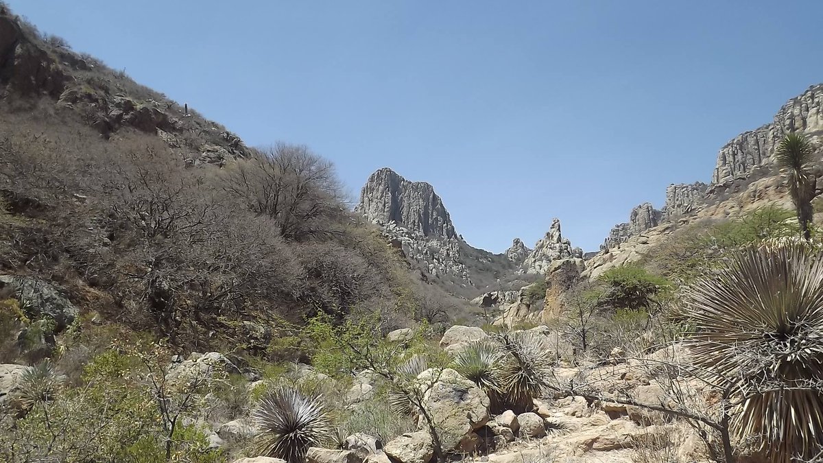 En el Parque Nacional Gogorrón existen Bosques de encinopino, pastizal