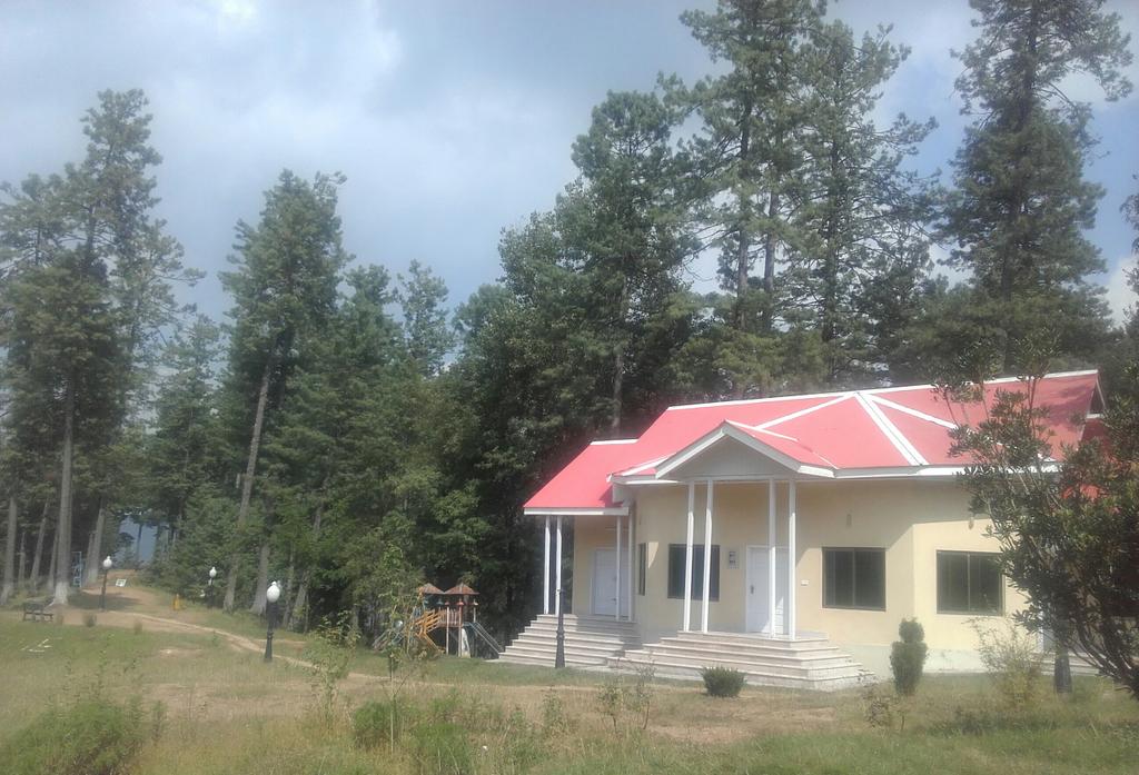 ShaziaHQ's tweet photo. ..Pine trees🌲🌲,Real #GreenGold tht my country #Pakistan has❤.
visited #NeelaButt 😊😍😍
#natureisawesome #hillstation https://t.co/Y07z0M5vWw