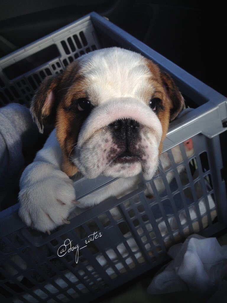 dog_rates's tweet photo. This is Stanley. He has too much skin. Isn't happy about it. Quite pupset actually. Still 11/10 would comfort https://t.co/hhTfnPrWfb