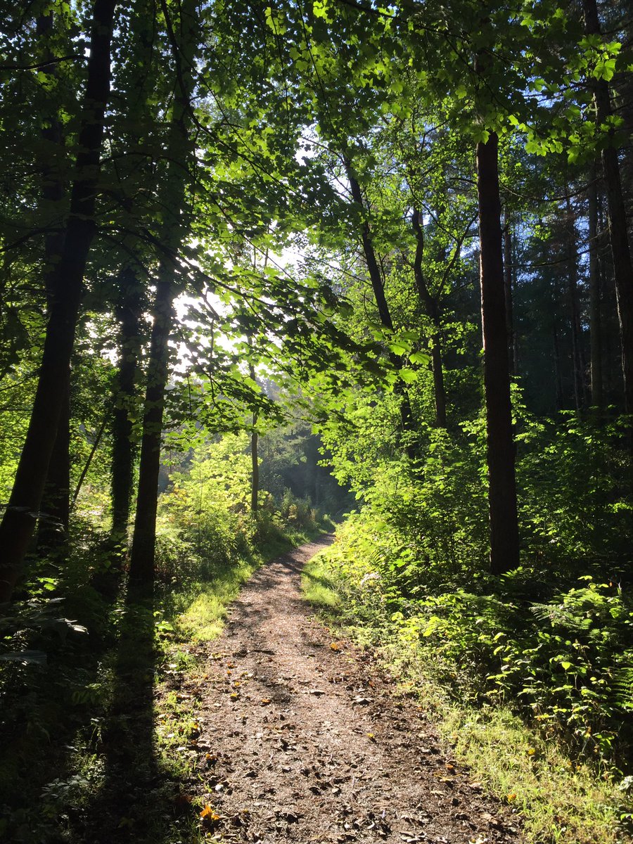 DMMacRaild's tweet photo. Wooded path. #Bannside #Coleraine
Wonderful #Autumn evening. https://t.co/fVOj5n9z5s