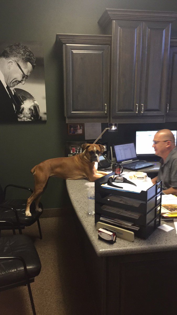 QualityReliable's tweet image. Marley is working hard at the office!