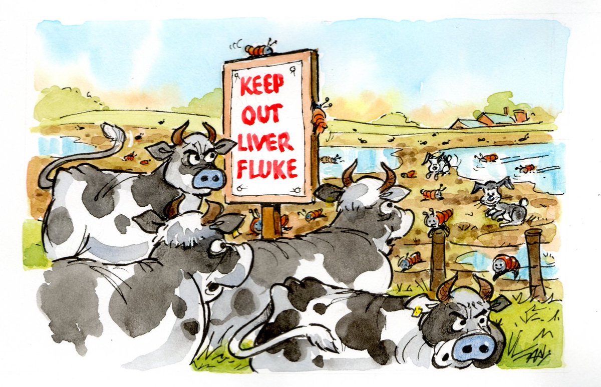 COWSworms's tweet photo. High liver fluke risk this autumn #COWSalert @FarmingUK https://t.co/Ad32f0XWDP https://t.co/K8MzBtrLOw