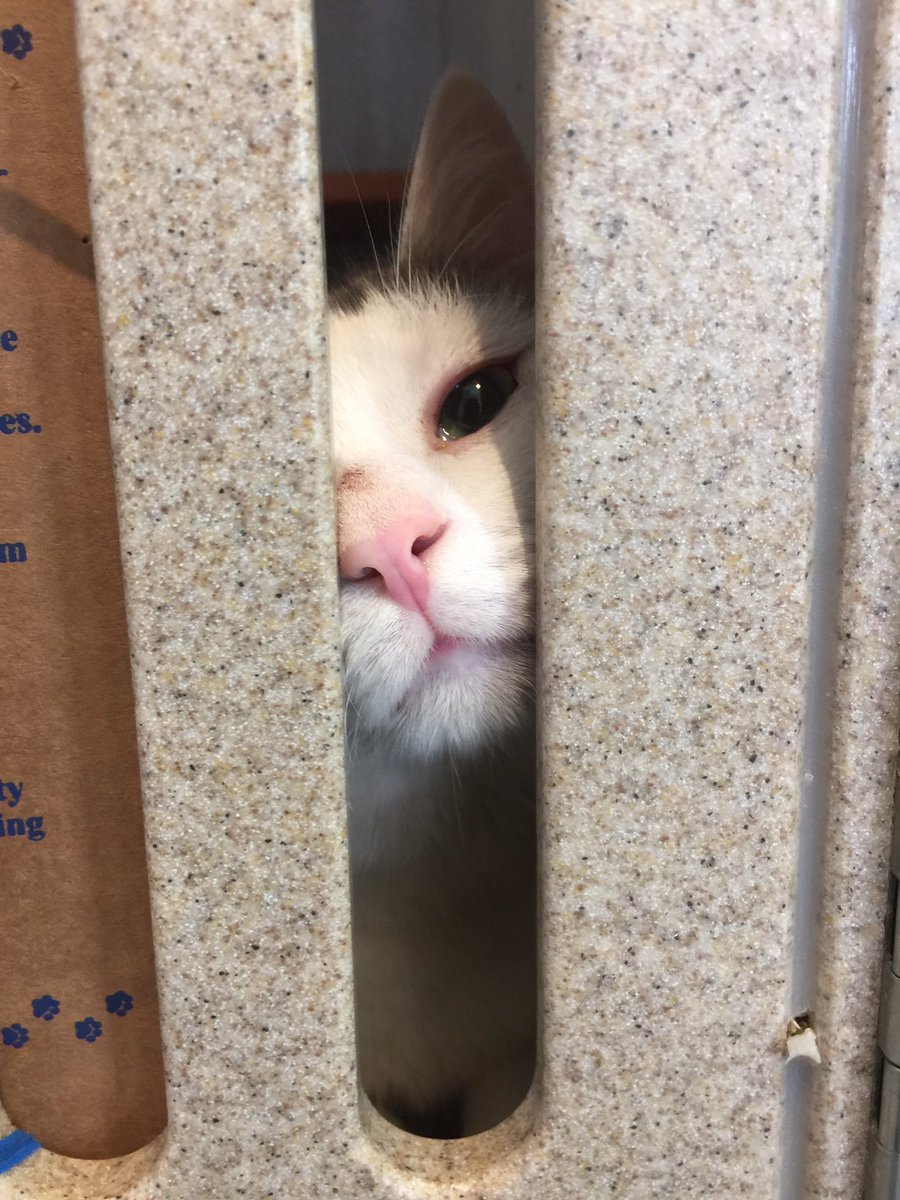 pamelaspunch's tweet photo. This is one of the sweet kittens I met at @Wash_Humane @WARLDC today in #KittyCity #adoptdontshop #kittens #cats #adoptwhs #adoptdc https://t.co/doBrbq0h77