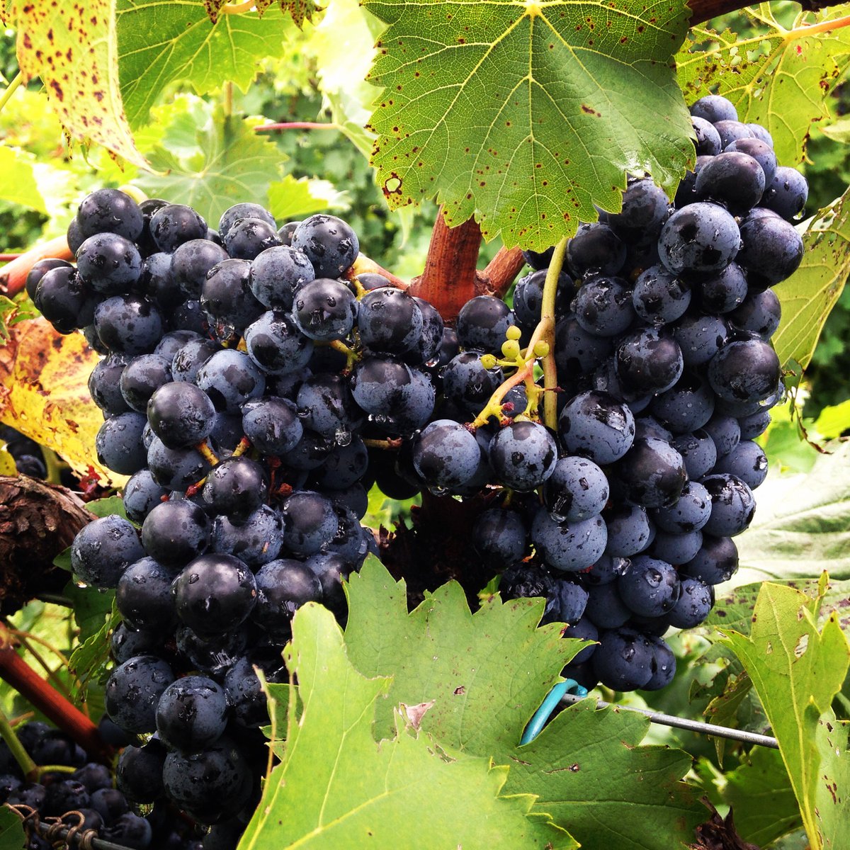 Beautiful #chambourcin clusters out in the vineyard right now, to be picked later this week! #harvest2016 #yaygrapes #drinklocal #vawine
