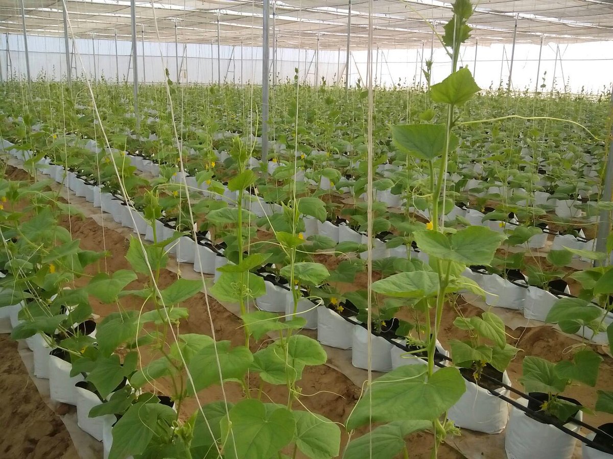 vGreenTrends's tweet photo. Successful cucumber plantation in  grow bags amidst Arid terrain in sandy soil @Finolexwater @IsraelinIndia https://t.co/15OY4j18kO