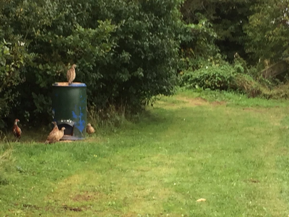 LawsOliver's tweet photo. Got to love #gamekeeping it just take me away from the day job #release  #countryside #shooting https://t.co/om3ONtz101