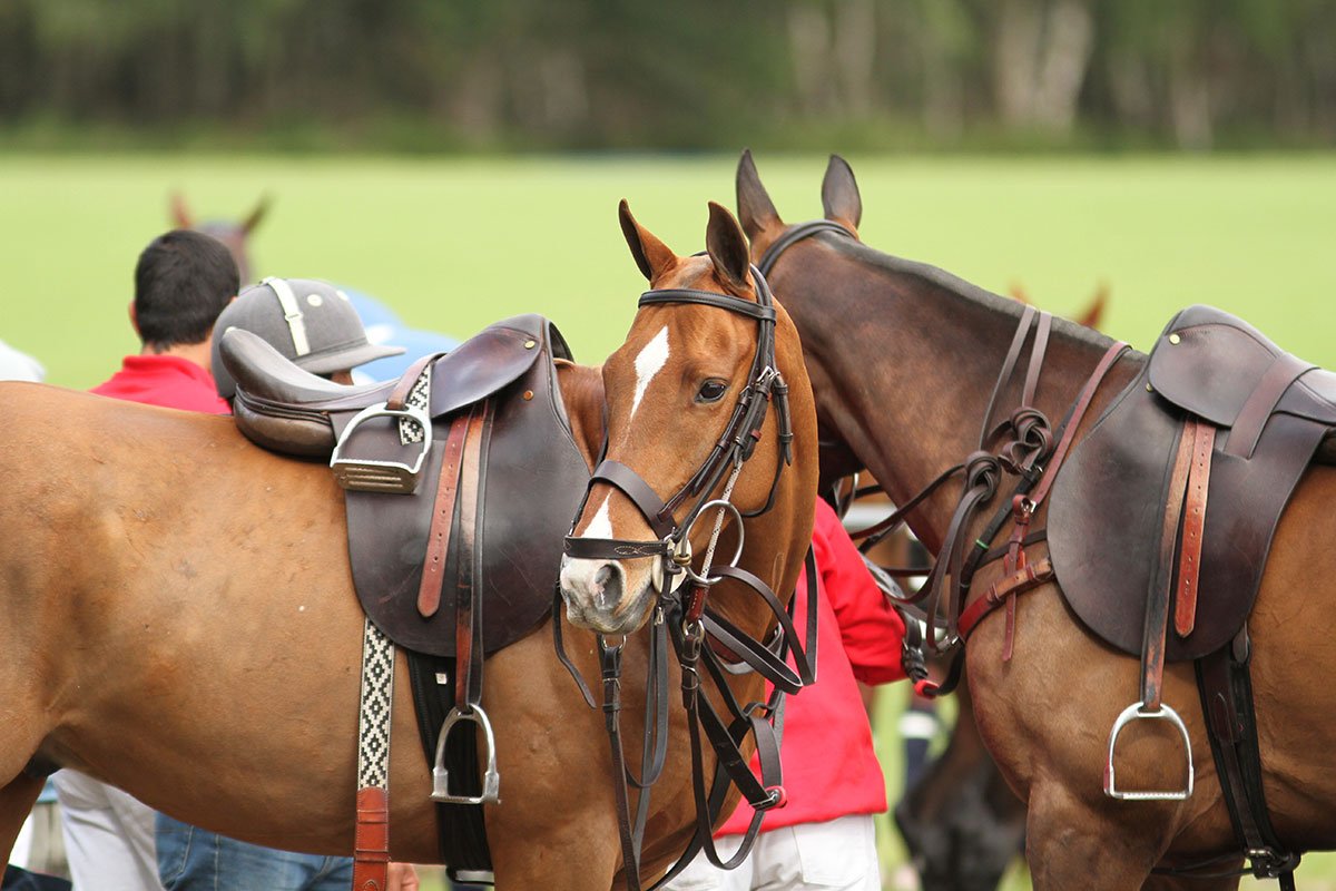 Pololine's tweet photo. Septiembre 20 #DiaDelCaballo #Argentina por su presencia en la organización histórica, económica y deportiva de la República. #HappyHorseDay https://t.co/1XIBJ3nKRf