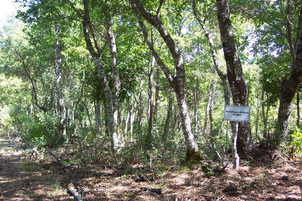 Resultado de imagen para tipo forestal roraco