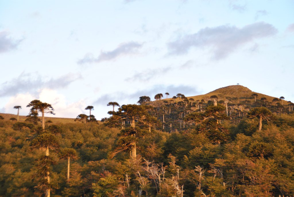 NaturalVilcun's tweet photo. Ven a disfrutar de un paisaje natural! Donde? Parque Conguillio, sector Los Paraguas. Vilcún #inspiraciónnatural https://t.co/9AA6VAOw8E