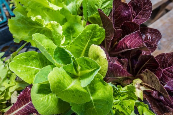 rmagazinedotcom's tweet photo. Why More Restaurants are Turning to #Green Alternatives
https://t.co/TMaxBwX17V
#RestaurantNews #RestaurantMagazine https://t.co/CN6PoCDMkf