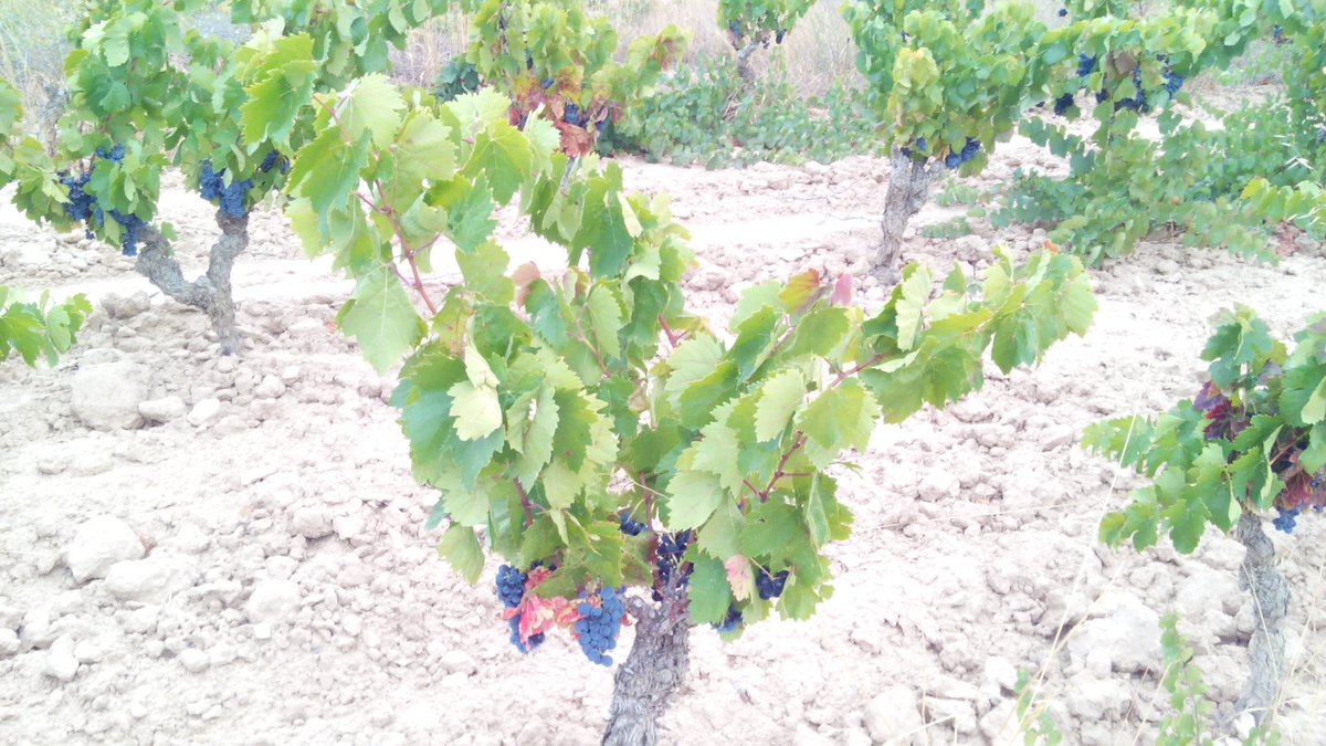 Avui comencem en les varietats negres. Aquesta tarda hem veremat un morenillo de vinyes velles de Cal Moderno.