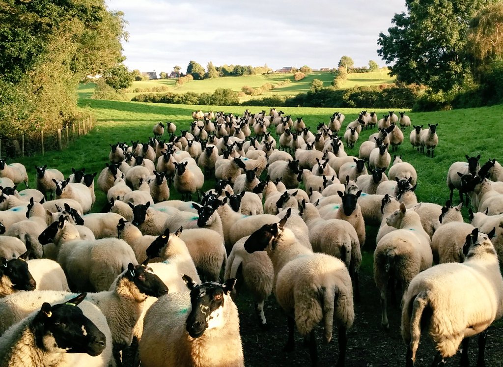 Sarahthecat4's tweet photo. Old and young ewes grazing together at home - trying to improve body condition ahead of tupping #beulahs https://t.co/1NCixXGTjV