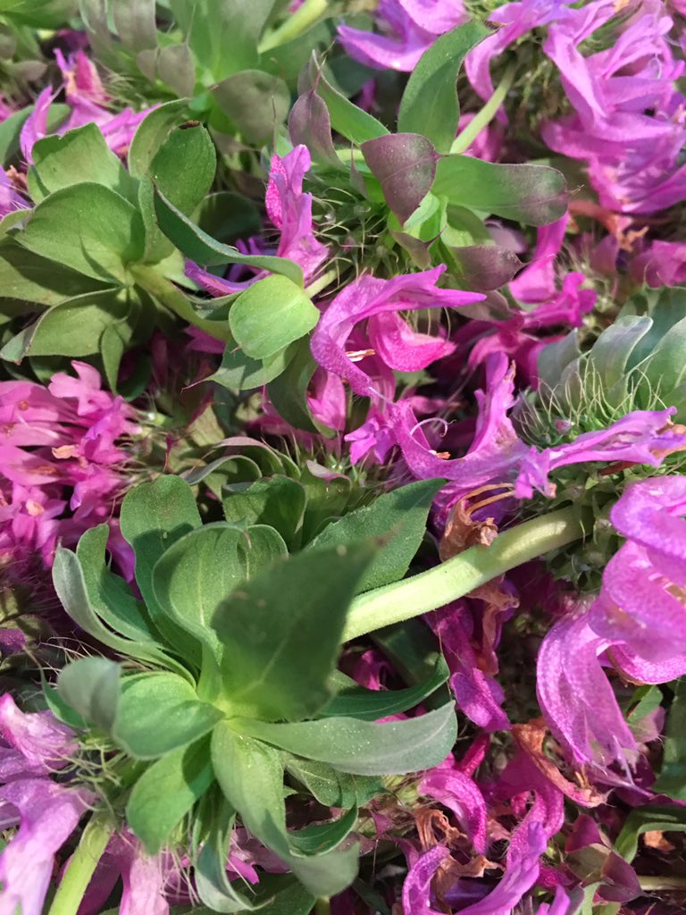 ScarboroughFarm's tweet photo. #ScarboroughFarms #locallygrown flowering lemon mint https://t.co/3dQaWPYcyA