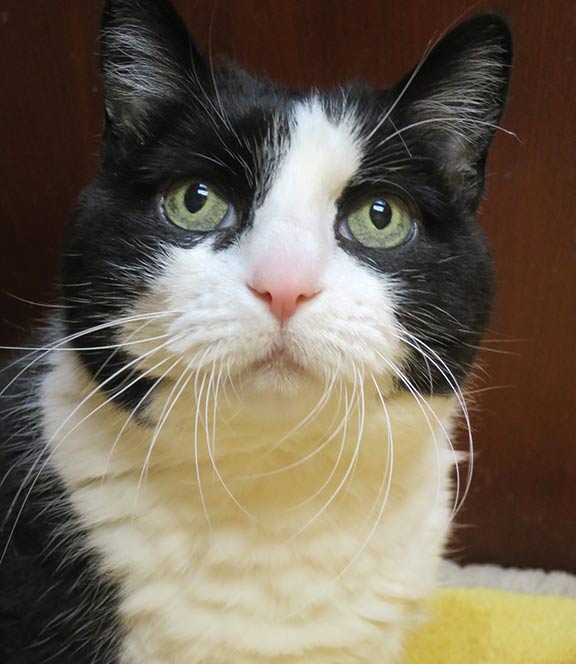 PAWSCT's tweet photo. Great #cats looking for home #catsofpaws https://t.co/rLpCjhsmCp #norwalkct #pawsct pls #share @NorwalkHH @NorwalkLibCT @NorwalkDV https://t.co/3z8NPyDA20