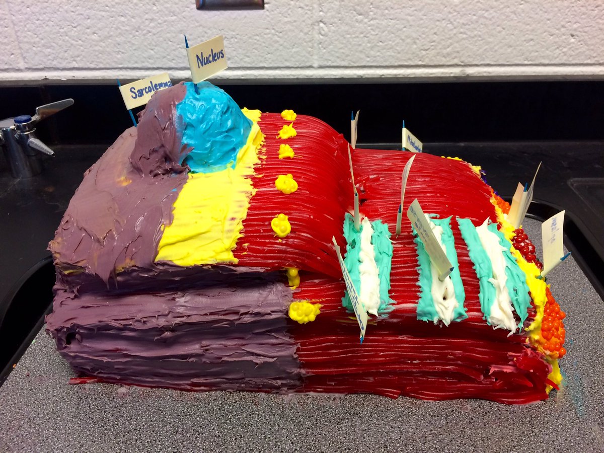 JameyAlcorn's tweet photo. Great example of authentic learning in a senior Anatomy class today. #cellproject #golgibodies Thanks @jpurserPHS https://t.co/e8fvxIz2vo