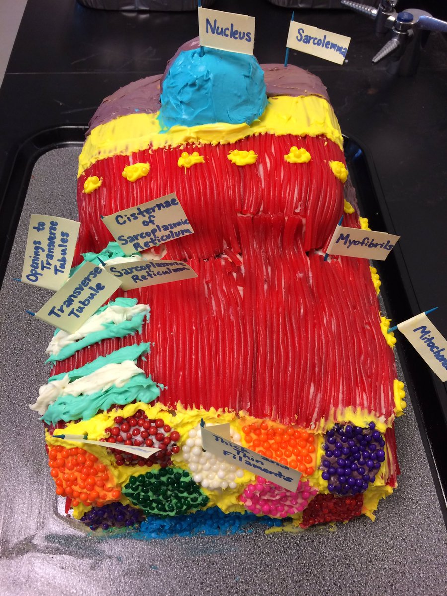 JameyAlcorn's tweet photo. Great example of authentic learning in a senior Anatomy class today. #cellproject #golgibodies Thanks @jpurserPHS https://t.co/e8fvxIz2vo
