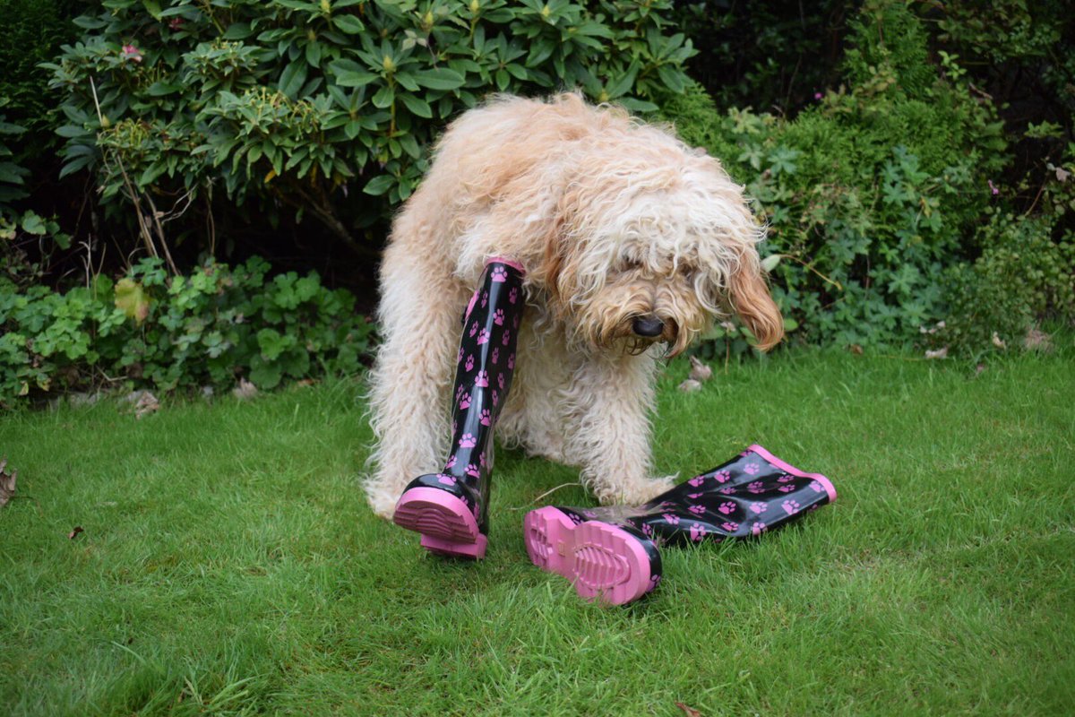 tedoodledoo's tweet photo. Help! How do I put wellies on? #GettingReadyForAutumn #WellyDog https://t.co/PP6TUVPy8F