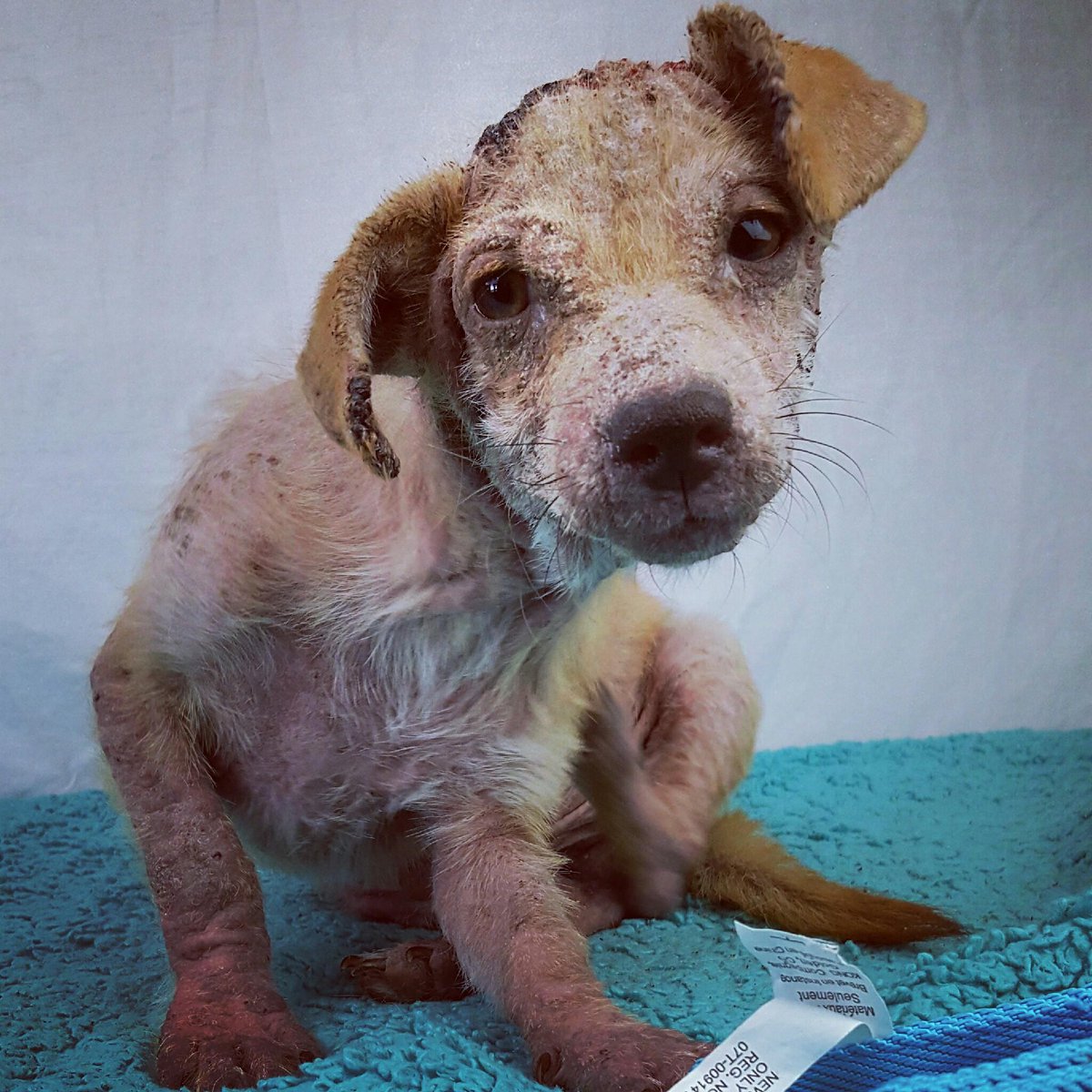 HonorAnimal's tweet photo. Junior is starting to feel better! #BeTheOne to show dogs like Junior that you care! Donate here! https://t.co/uhNExuPRei #GivingChallenge12 https://t.co/IGsNRkSdFw