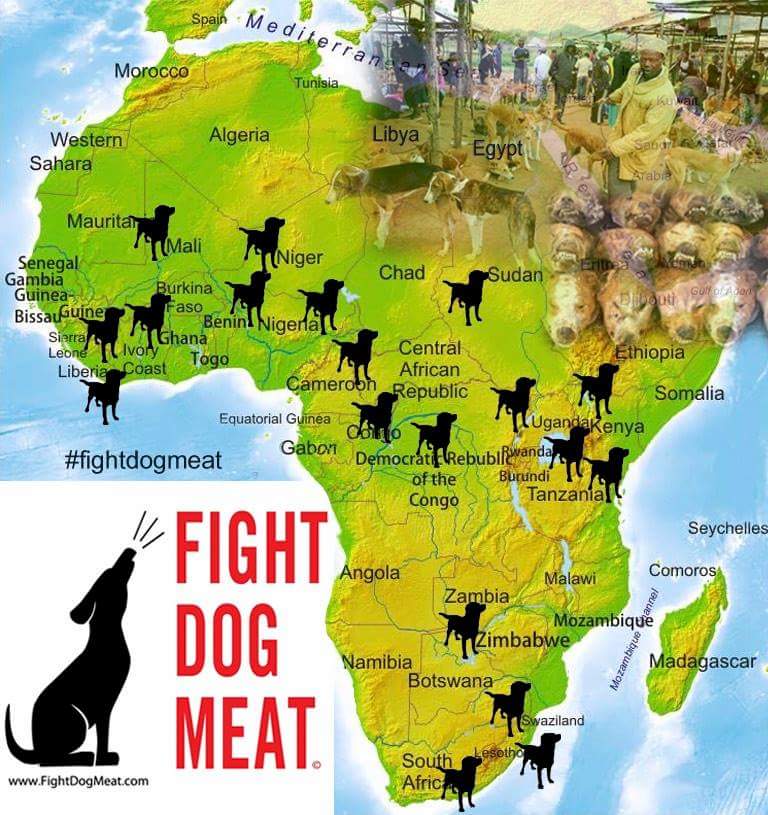 wendyharris2861's tweet photo. 20 countries in AFRICA eat cats&amp;dogs-pls help raise awareness @Averystorm @RobFlelloMP @BorisJohnson @LisaVanderpump https://t.co/ylSX72K5yW