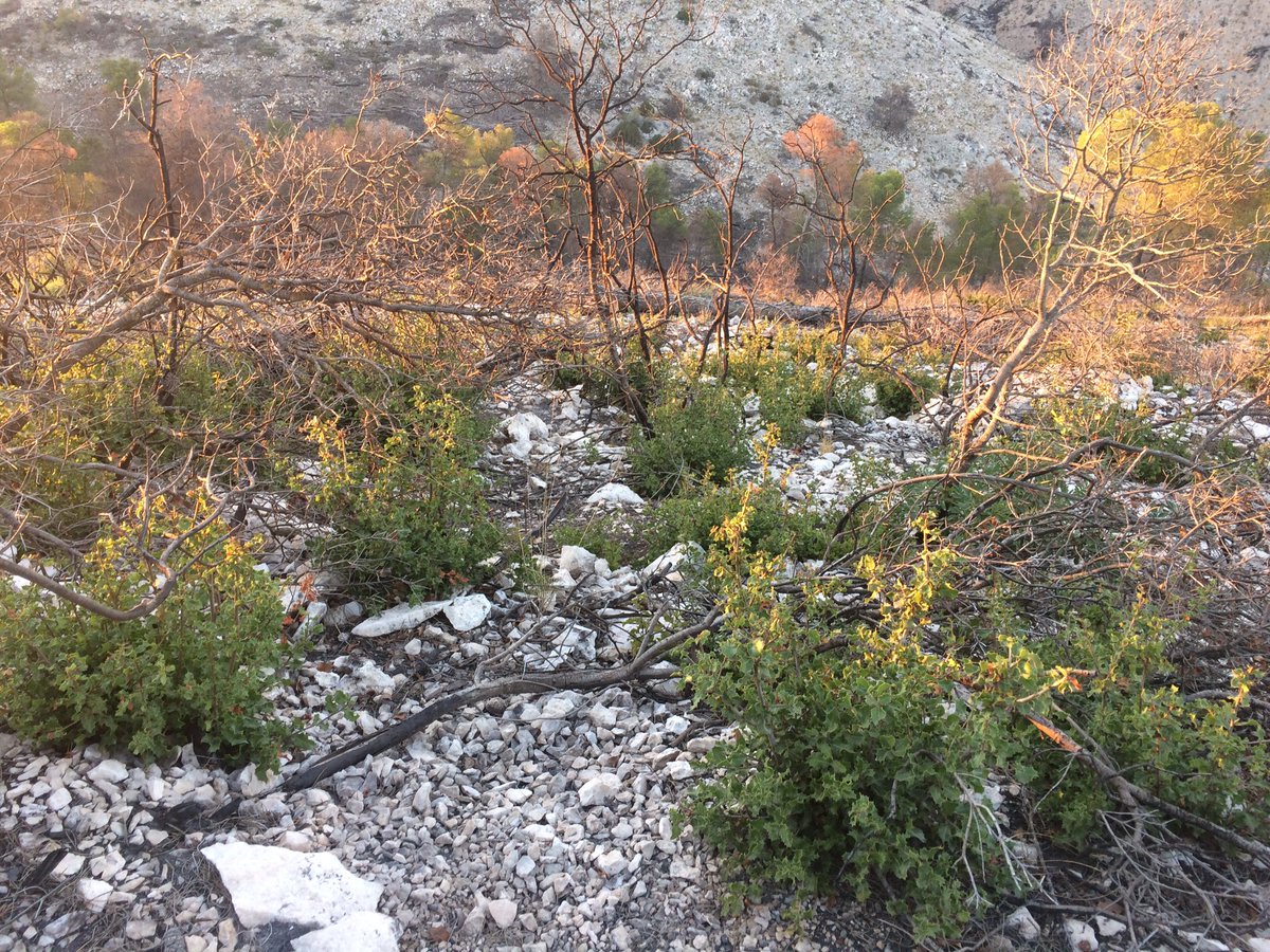 JManuelTudela's tweet image. Un año y un mes después del #IFAlmirez @RestauraAlmirez