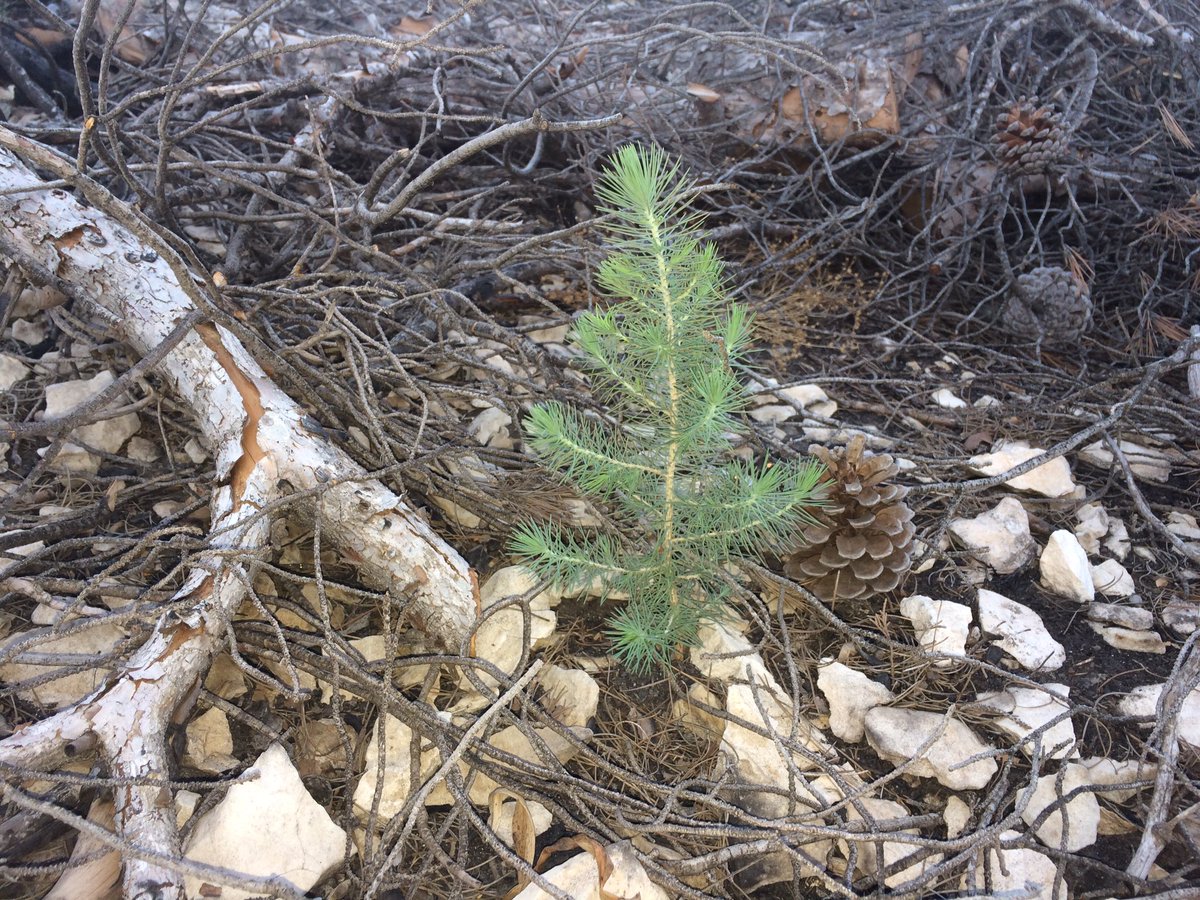 JManuelTudela's tweet image. Un año y un mes después del #IFAlmirez @RestauraAlmirez