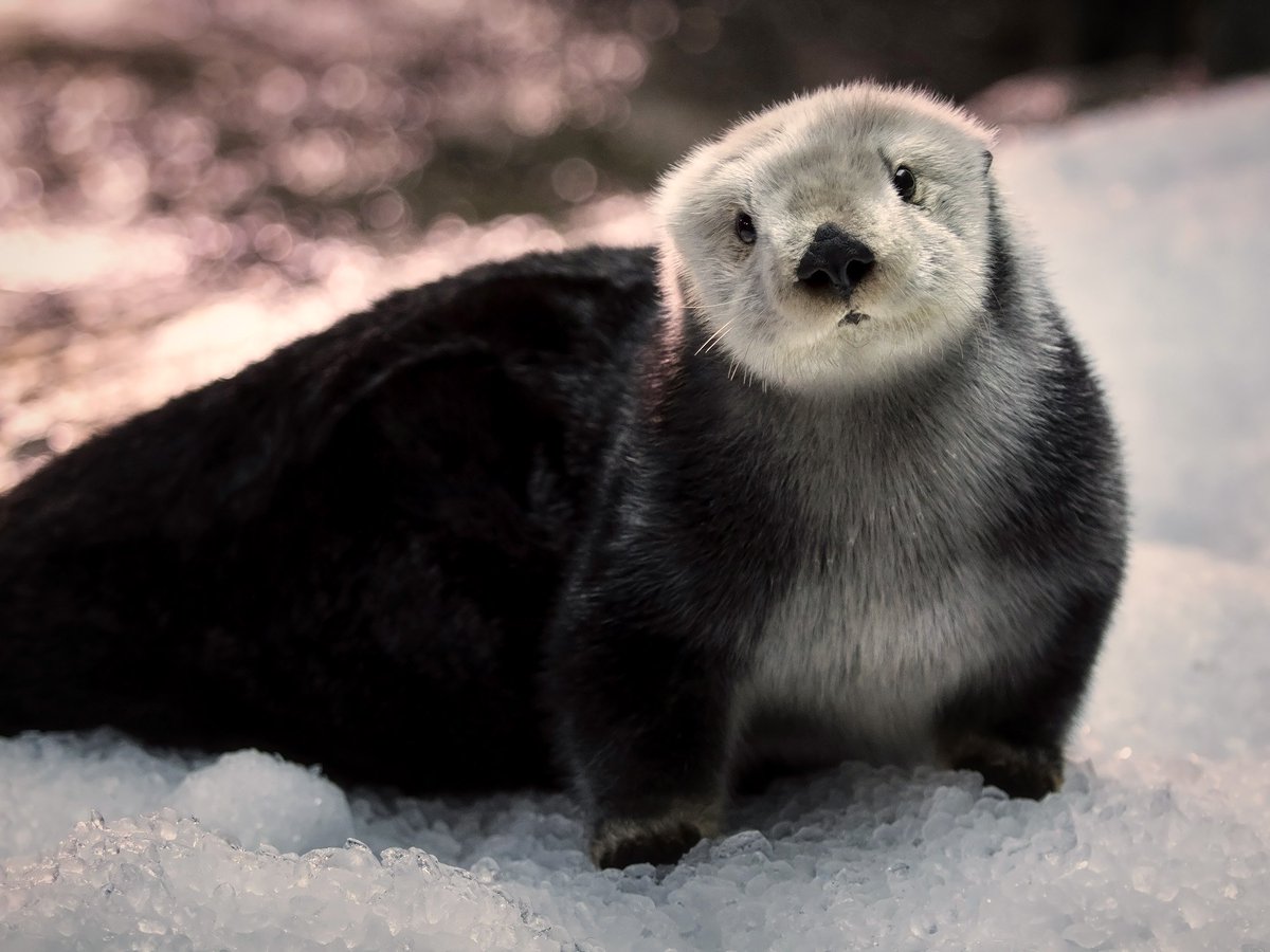 AquariumPacific's tweet photo. This week we are celebrating #SeaOtterAwarenessWeek! Visit our Instagram/FB page to learn more about Maggie today! https://t.co/cF6dnSBzVe