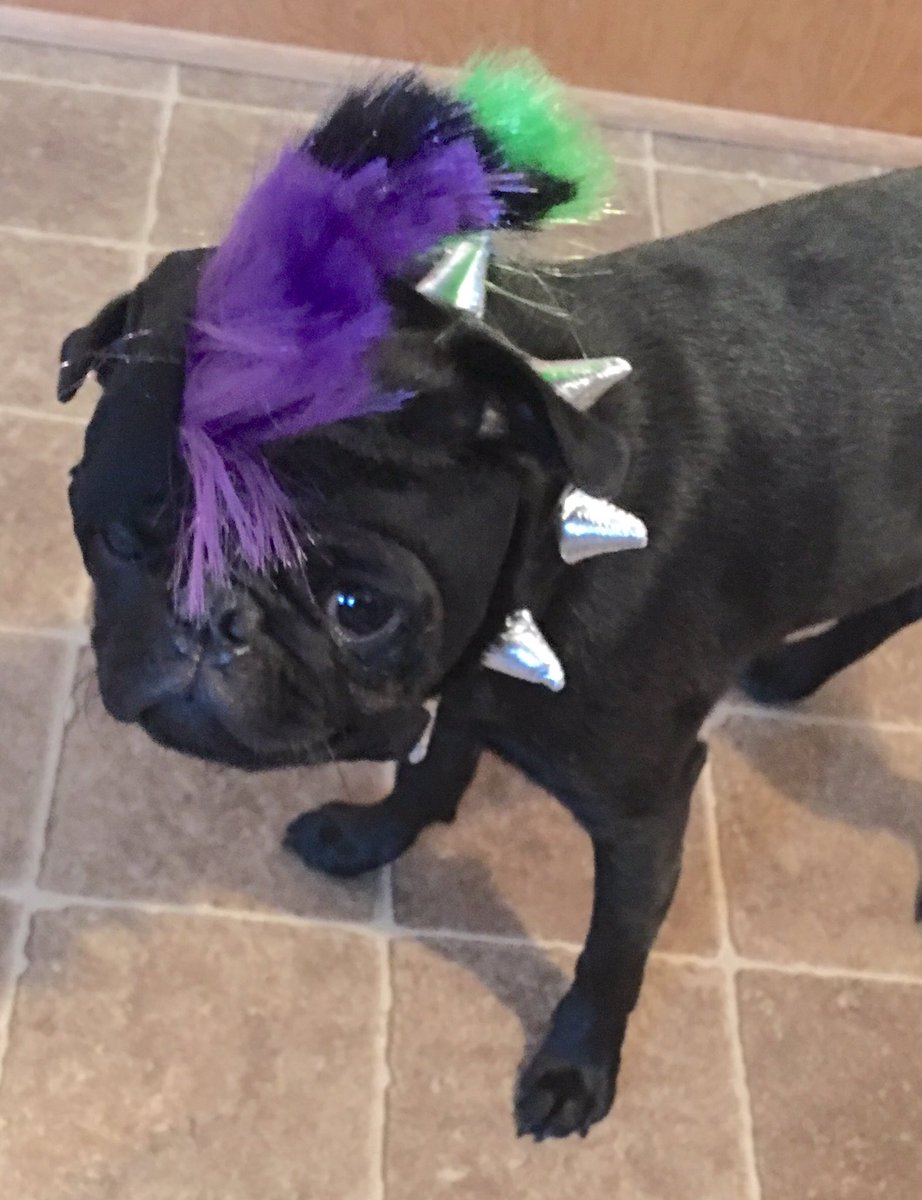 loricdesign's tweet photo. #PugRock #pugchat #pug https://t.co/fzA6EasjOJ