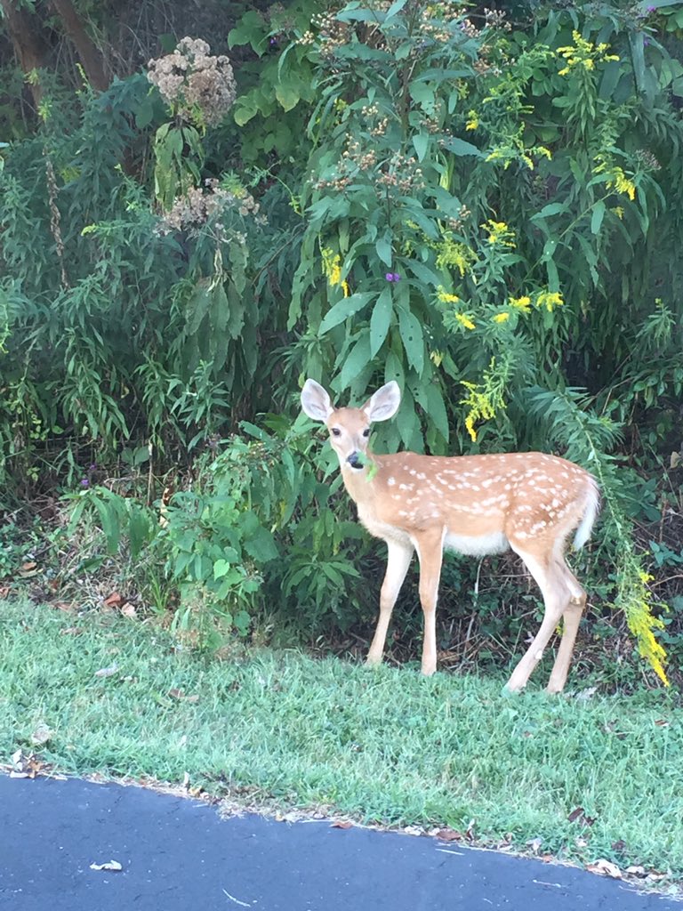 SitterServices9's tweet photo. This cutie was nomming on some leaves by my house. How precious! https://t.co/WPZXLWMG67