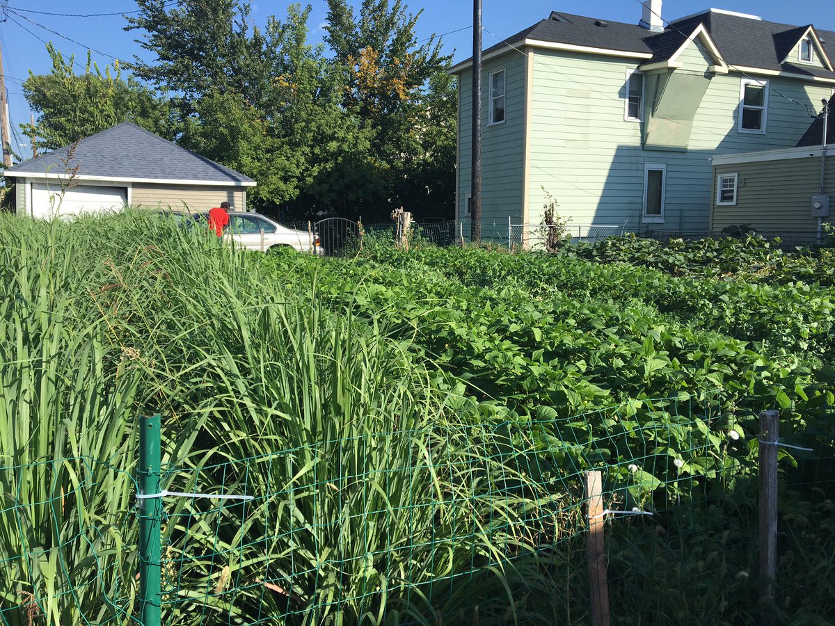 KateSchaefers's tweet photo. Visited CAPI Community Garden in North MPLS #CAPACD2016 @aarpmn https://t.co/5SKVWkSxpX
