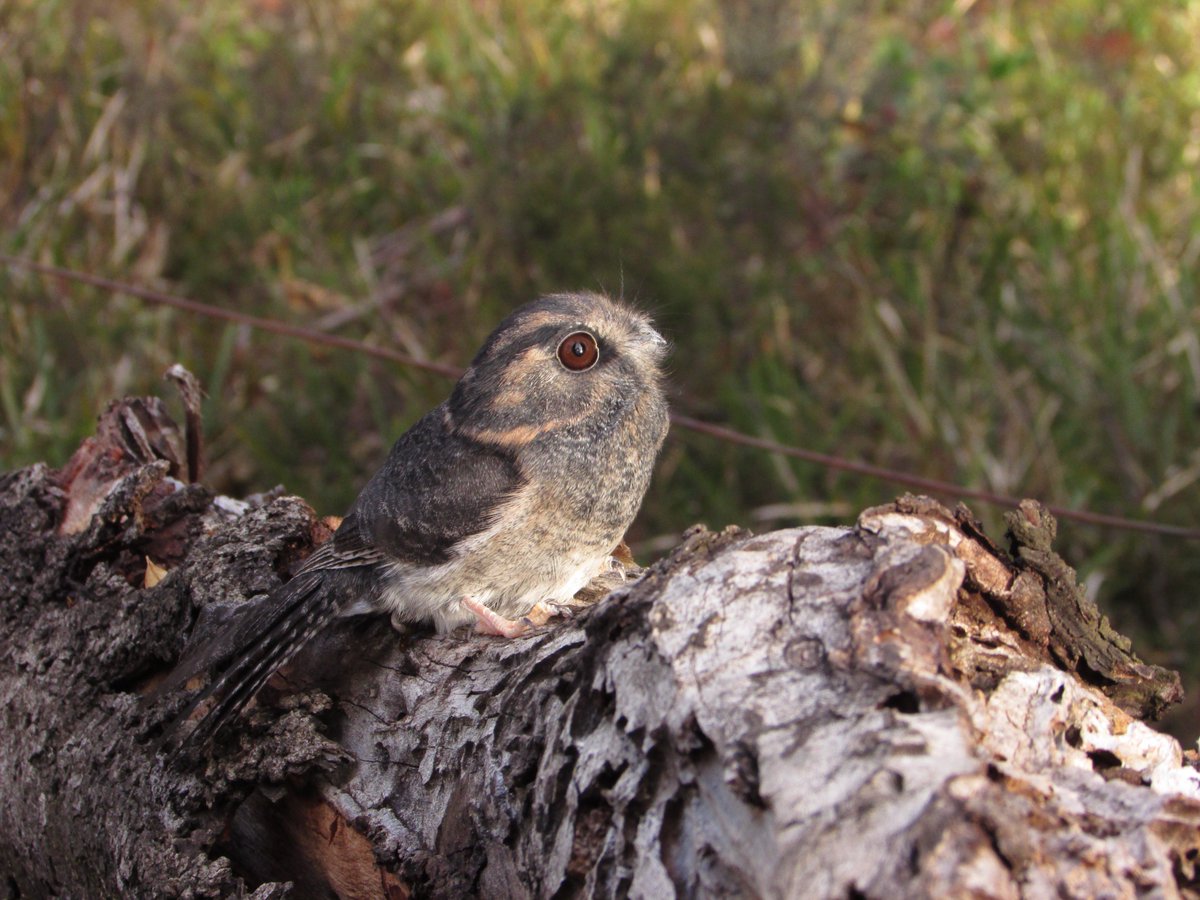 AustFieldOrnithology (@afoonline) on Twitter photo Check out where this Australian Owlet-nightjar is roosting in a newly published paper birdlife.org.au/afo <a href="/BirdlifeOz/">BirdLife Australia</a> #ornithology Check out where this Australian Owlet-nightjar is roosting in a newly published paper birdlife.org.au/afo <a href="/BirdlifeOz/">BirdLife Australia</a> #ornithology