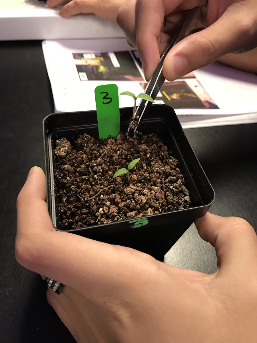 DrSalazariMater's tweet photo. Our students measuring and thinning our freshly germinated specimen in the development for agriculture in space #onourwaytosuccess 🌱💫 https://t.co/FdkV4xwLQG