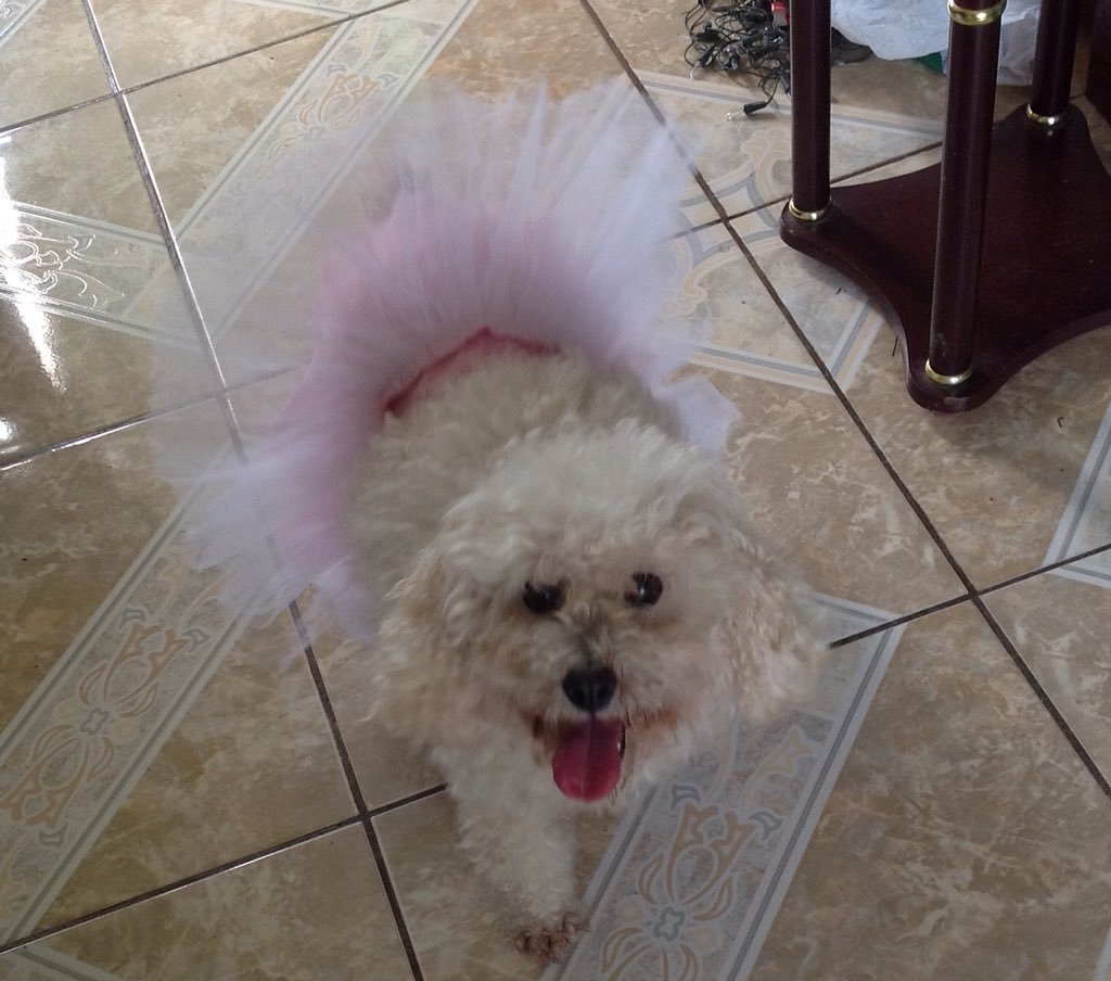 moliamajo7's tweet image. #SaveReina @Maria_jbz @valeftust @cafecitoalpaca AYUDEEEEN