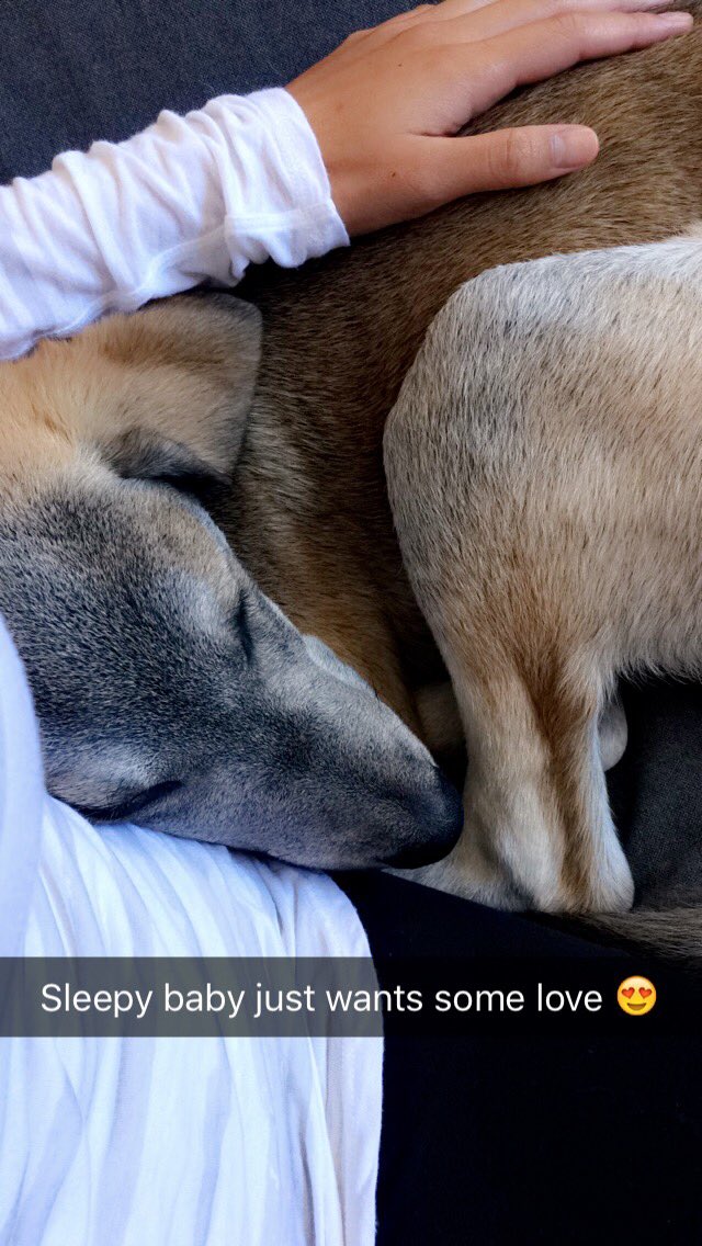beaustrings's tweet photo. Can send words of wisdom &amp; bby animal pics back into the universe now that lil Mylo can actually chill for 5 mins.. https://t.co/WmzYDlxXDe