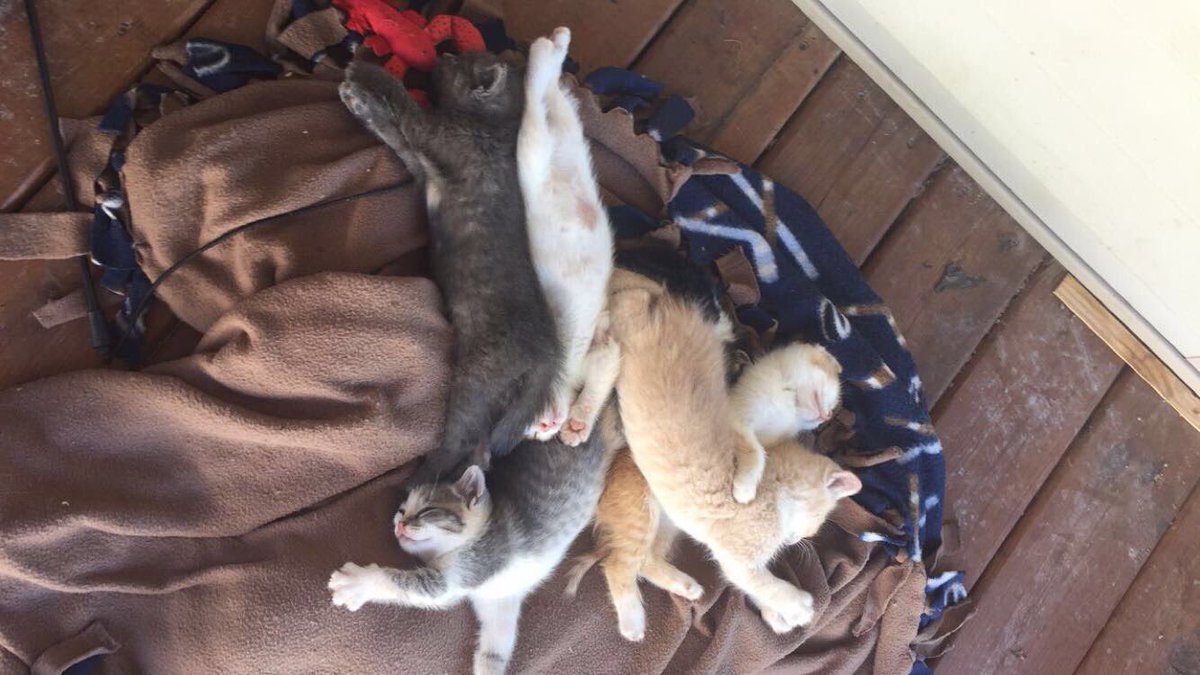AlissaKae19's tweet photo. I legit have the cutest kittens! How am I supposed to let them go to new owners😭 #imattached #freekittens https://t.co/fUlcuukhMK