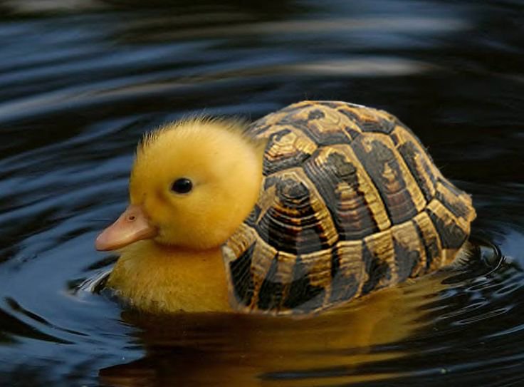 JaymeMcKenna's tweet image. #AvoidMixing turtles and ducklings. The resulting cuteness may be overwhelming