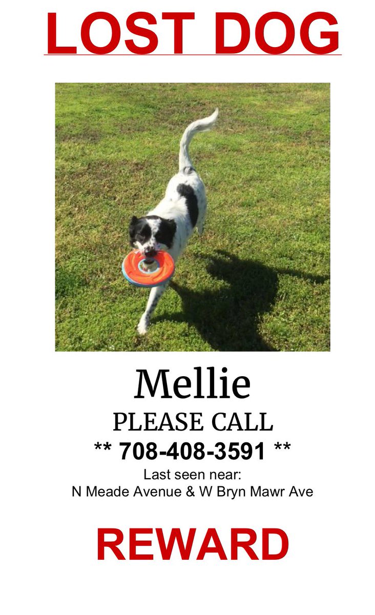 SMatusiak's tweet photo. @ABC7Chicago @WGNNews LOST DOG, last seen in Jefferson Park, do not chase, has chip, PLEASE SHARE!! https://t.co/TGqJEfGLvs