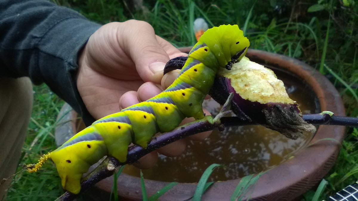 虫注意 凄いヤツが茄子を食べていたんだけどコレ一体何になるの 凄過ぎて三度見 Cgにしか見えない Togetter