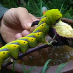 【閲覧注意】超巨大なイモムシの捕食シーンがエグすぎて、鳥肌が...!