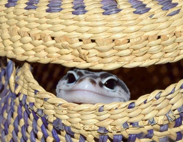 immi_beresford's tweet photo. When your friends send you pics of cute lil lizards to say goodnight ๐๐๐ #goodshizz cc: @theFeuerfliege https://t.co/5COEIQ5HRc