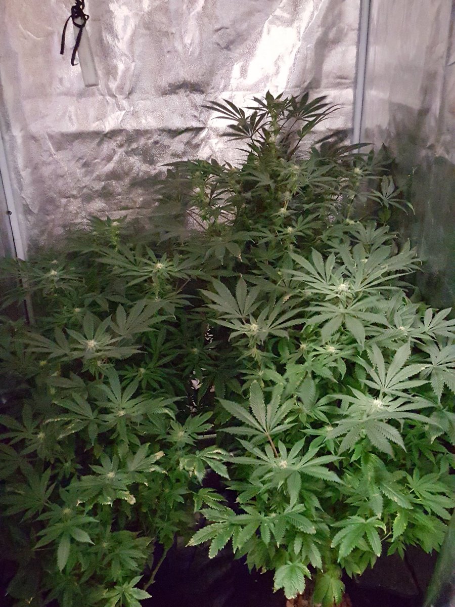 jkent303's tweet photo. 5th week flower!  Lookin good.... https://t.co/bD7vqPz9jq