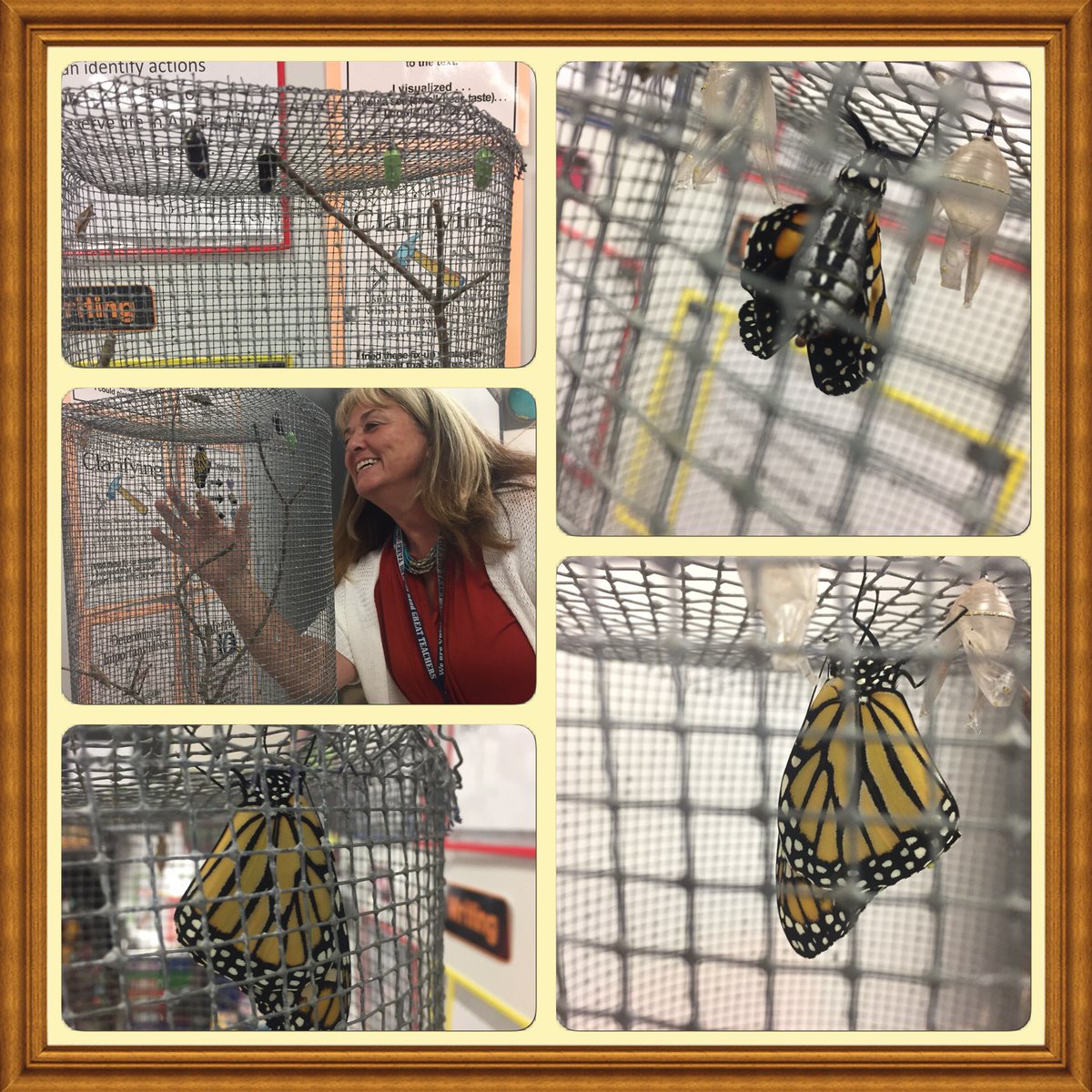 Marcu8Marcus's tweet photo. Monarch Butterflies are emerging in Room 9. Young scientists in the making. @WoodstockESVB @WESWOODCHUX @BeachSupe https://t.co/jsZaYf78sv